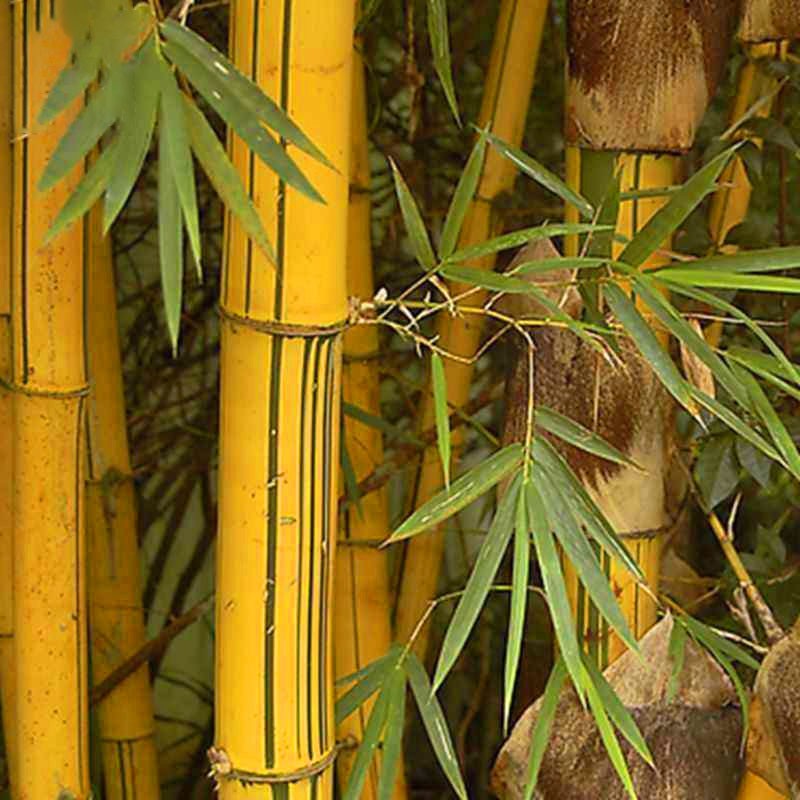 ไผ่เหลือง Bambusa vulgaris  ‘Vittata’<br/>Poaceae